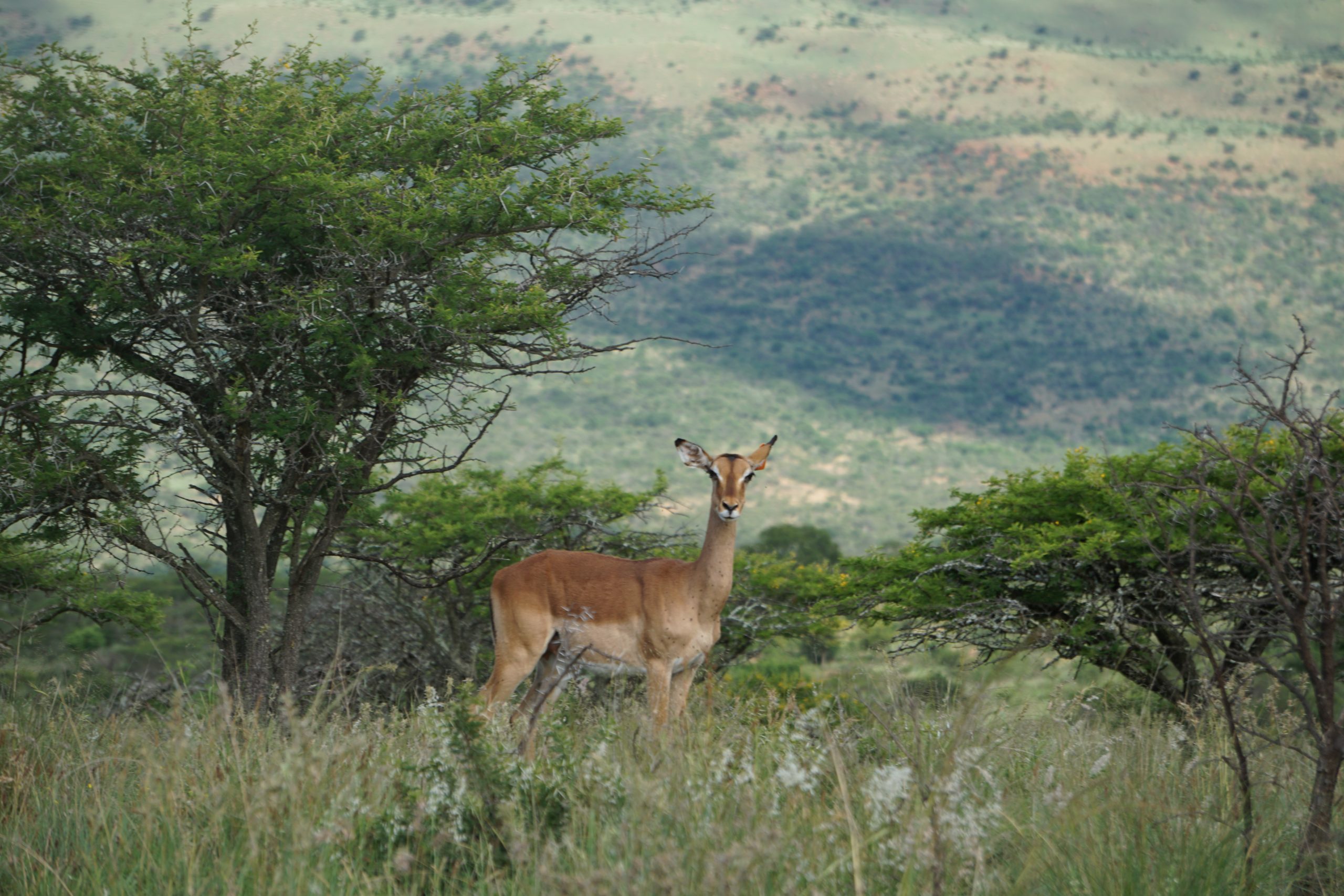 Riemland, Kwa-Zulu Natal, South Africa