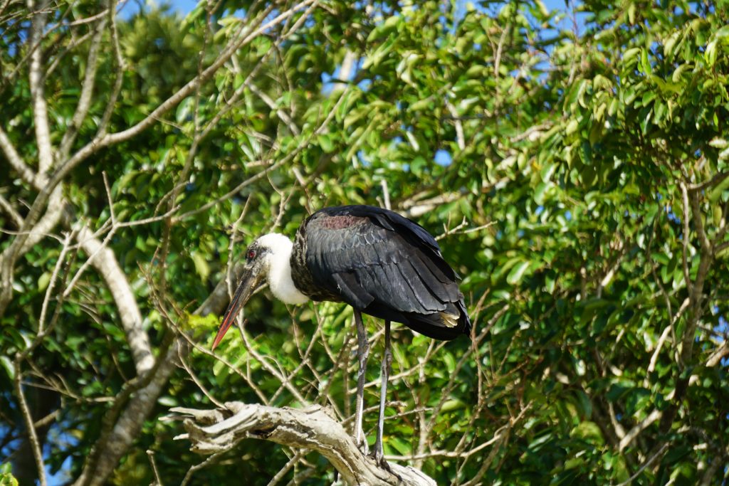 Stork, St Lucia, Kwa-Zulu Natal, South Africa