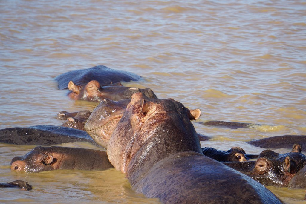Hippo, St Lucia, Kwa-Zulu Natal, South Africa