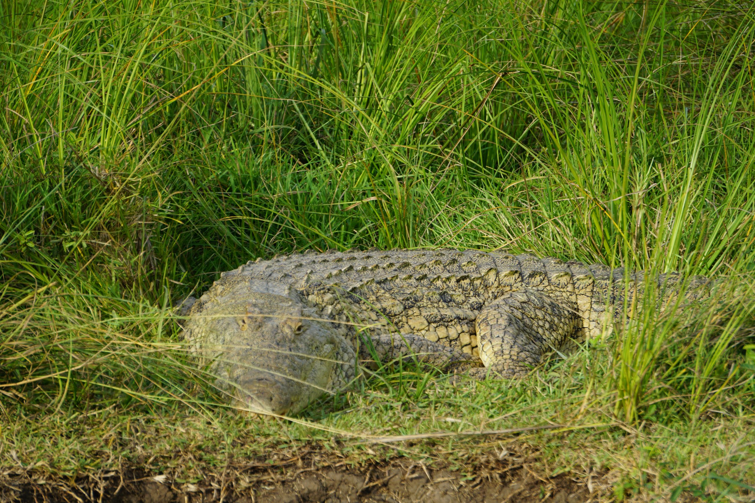 Crocodile, St Lucia, Kwa-Zulu Natal, South Africa