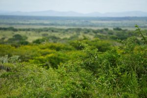 iSimangaliso Wetland Park, Kwa-Zulu Natal, South Africa