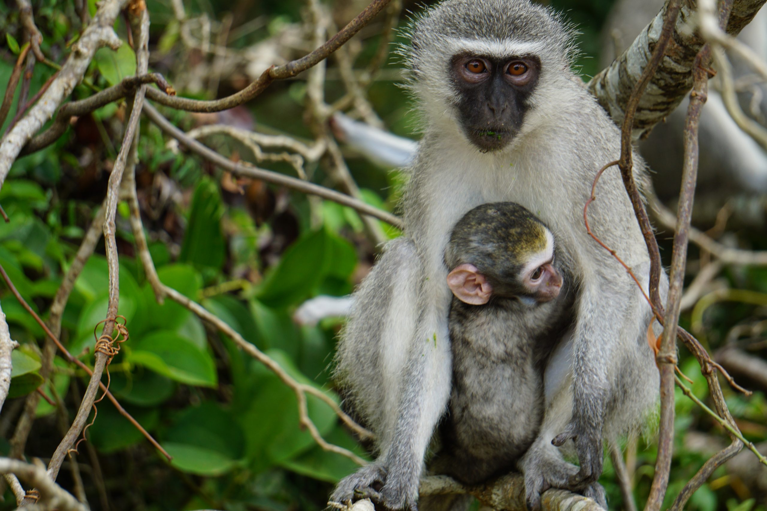 Vervet Monkey, iSimangaliso Wetland Park, Kwa-Zulu Natal, South Africa