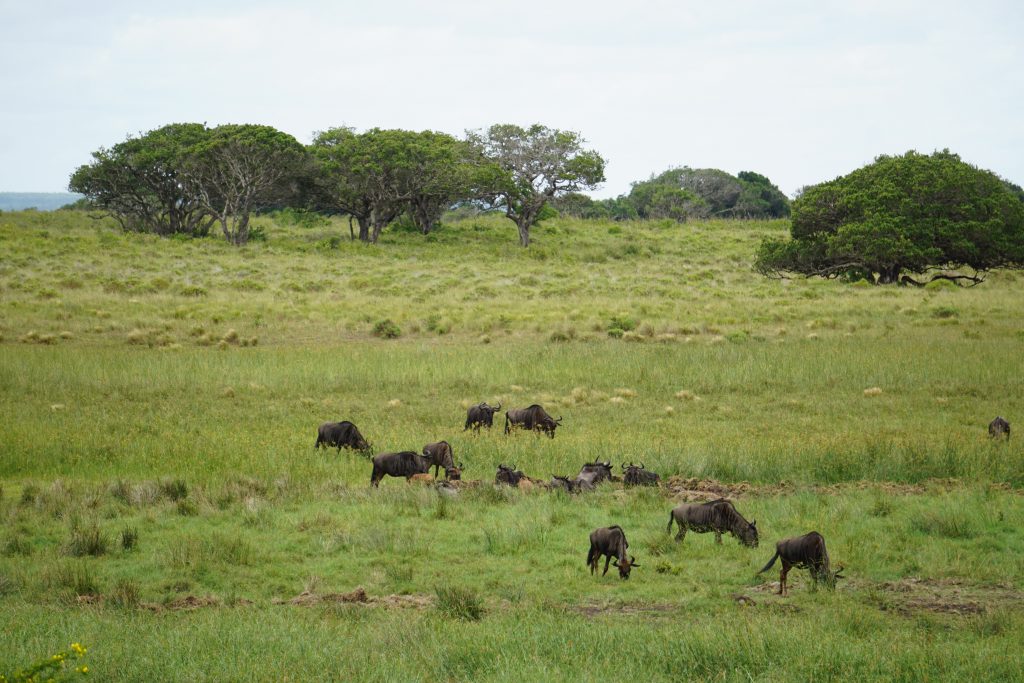 Wildebeest, iSimangaliso Wetland Park, Kwa-Zulu Natal, South Africa