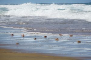 Cape Vidal, iSimangaliso Wetland Park, Kwa-Zulu Natal, South Africa