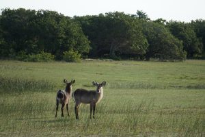 Waterbuck, iSimangaliso Wetland Park, Kwa-Zulu Natal, South Africa