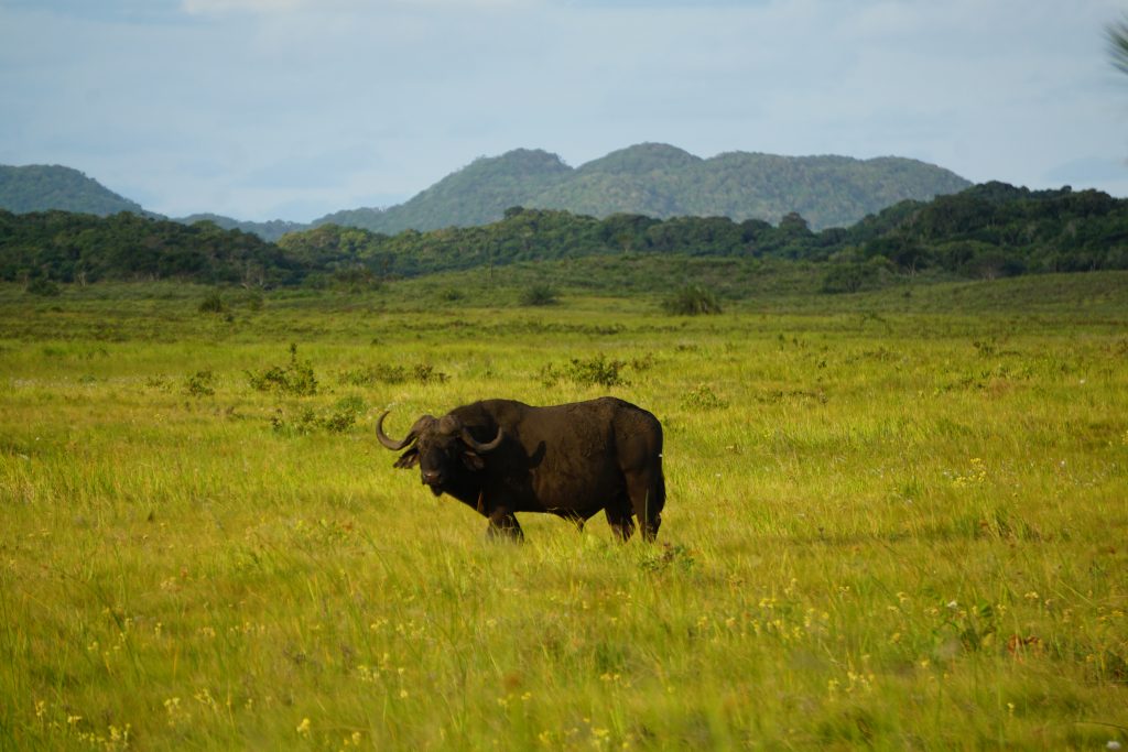 Buffalo, iSimangaliso Wetland Park, Kwa-Zulu Natal, South Africa
