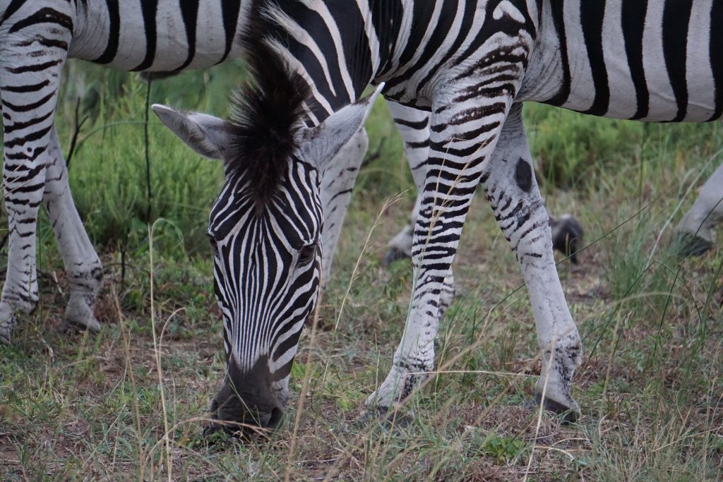Zebra, iSimangaliso Wetland Park, Kwa-Zulu Natal, South Africa