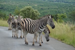 Zebra, Hluhluwe National Park, Kwa-Zulu Natal, South Africa