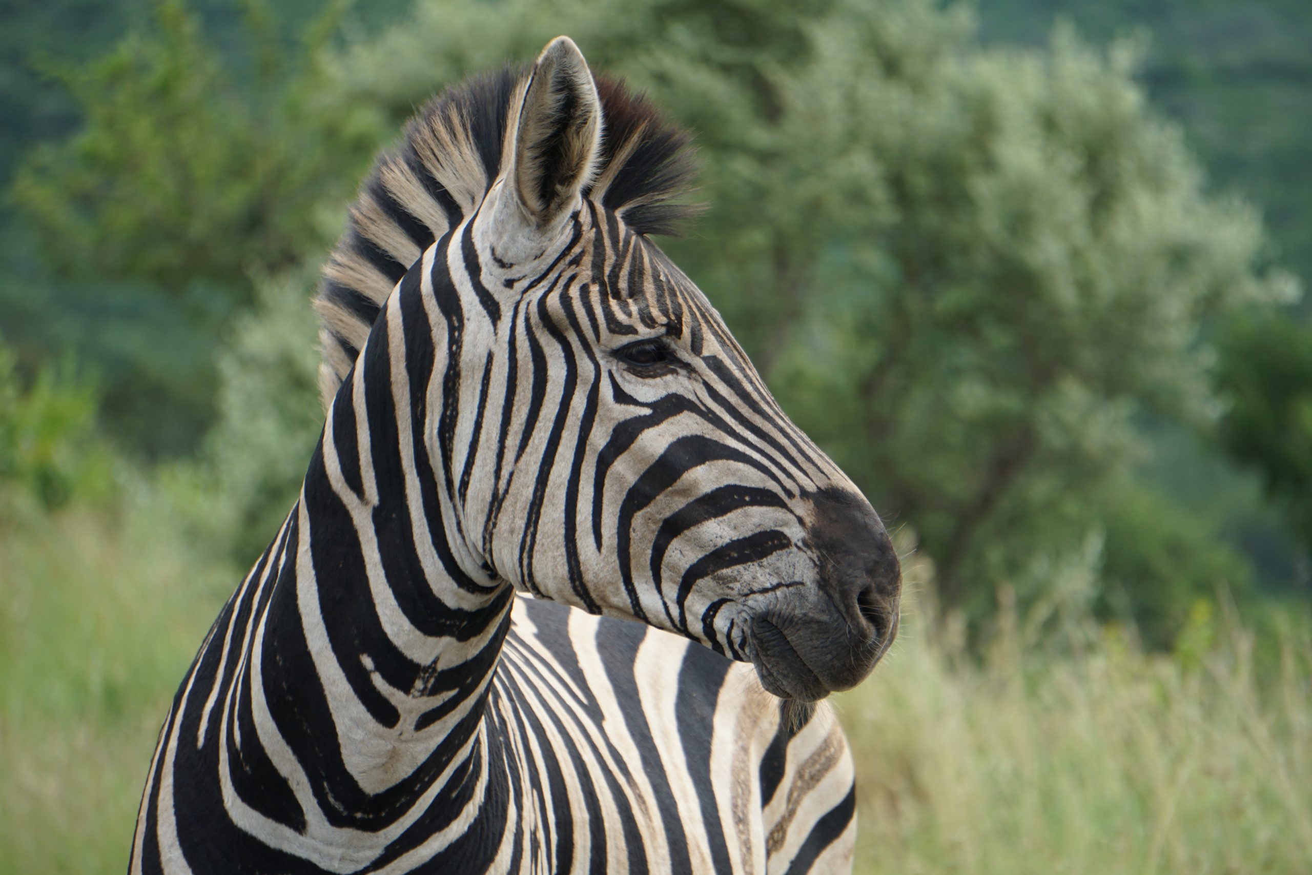 Zebra, Hluhluwe National Park, Kwa-Zulu Natal, South Africa