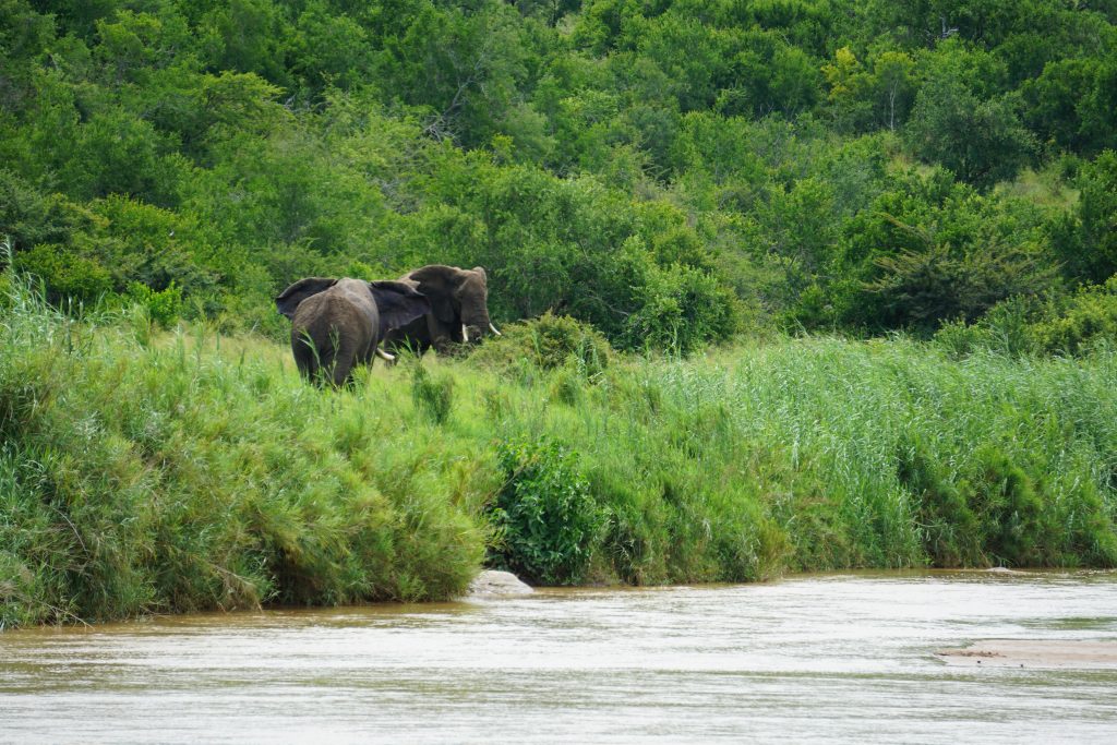 Elephant, Hluhluwe National Park, Kwa-Zulu Natal, South Africa