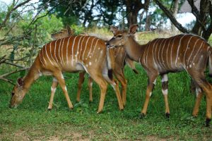 Nyala, Hluhluwe National Park, Kwa-Zulu Natal, South Africa