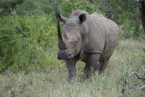 White Rhino, Hluhluwe National Park, Kwa-Zulu Natal, South Africa