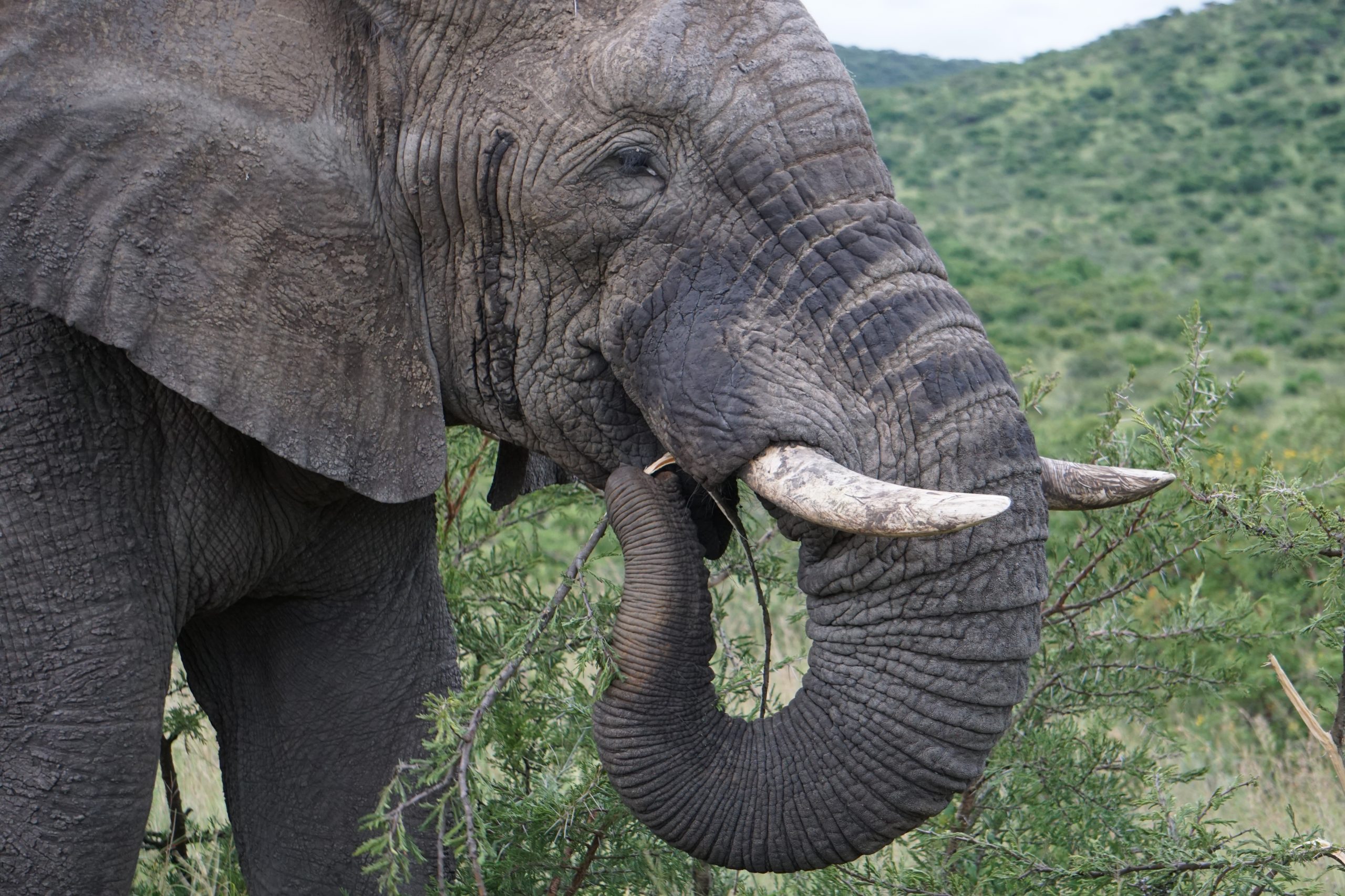 Elephant, Hluhluwe National Park, Kwa-Zulu Natal, South Africa