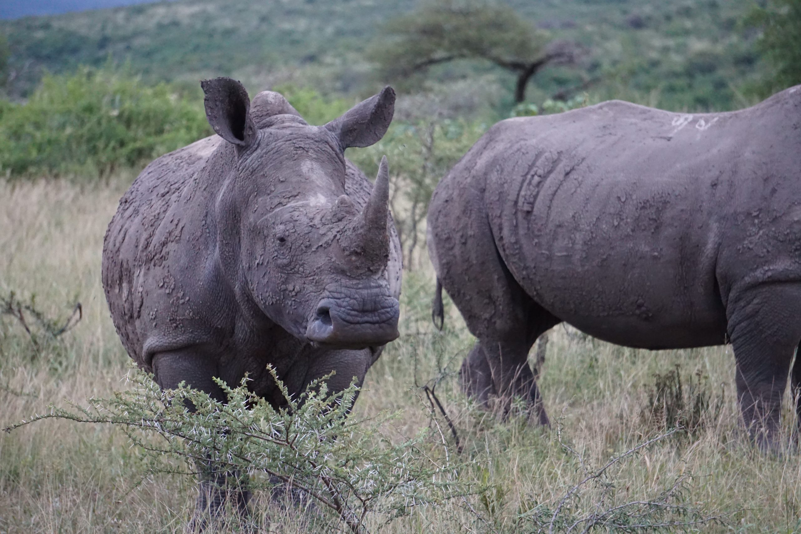 White Rhino, Hluhluwe National Park, Kwa-Zulu Natal, South Africa