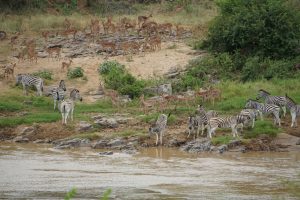 Zebra and Impala, Hluhluwe National Park, Kwa-Zulu Natal, South Africa
