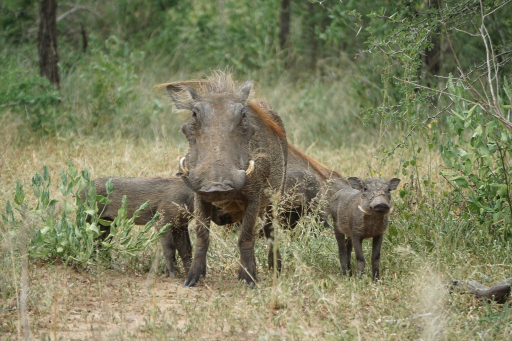 Warthog, Hluhluwe National Park, Kwa-Zulu Natal, South Africa