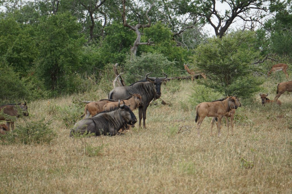 Wildebeest, Hluhluwe National Park, Kwa-Zulu Natal, South Africa