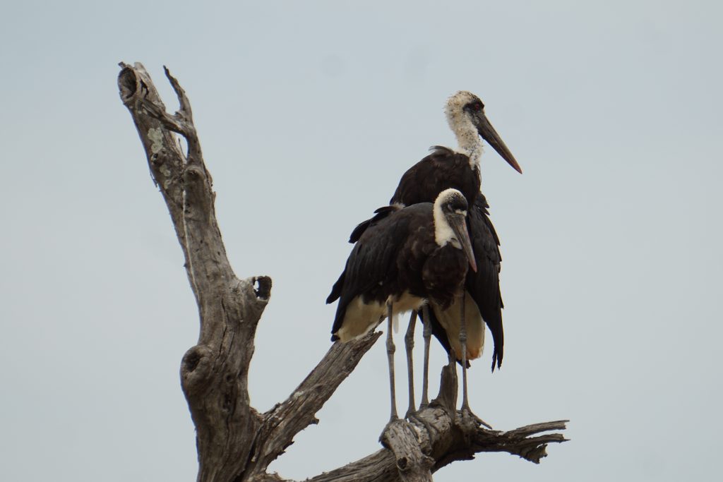Stork, Hluhluwe National Park, Kwa-Zulu Natal, South Africa