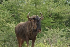 Wildebeest, Hluhluwe National Park, Kwa-Zulu Natal, South Africa