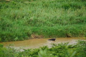 Buffalo, Hluhluwe National Park, Kwa-Zulu Natal, South Africa