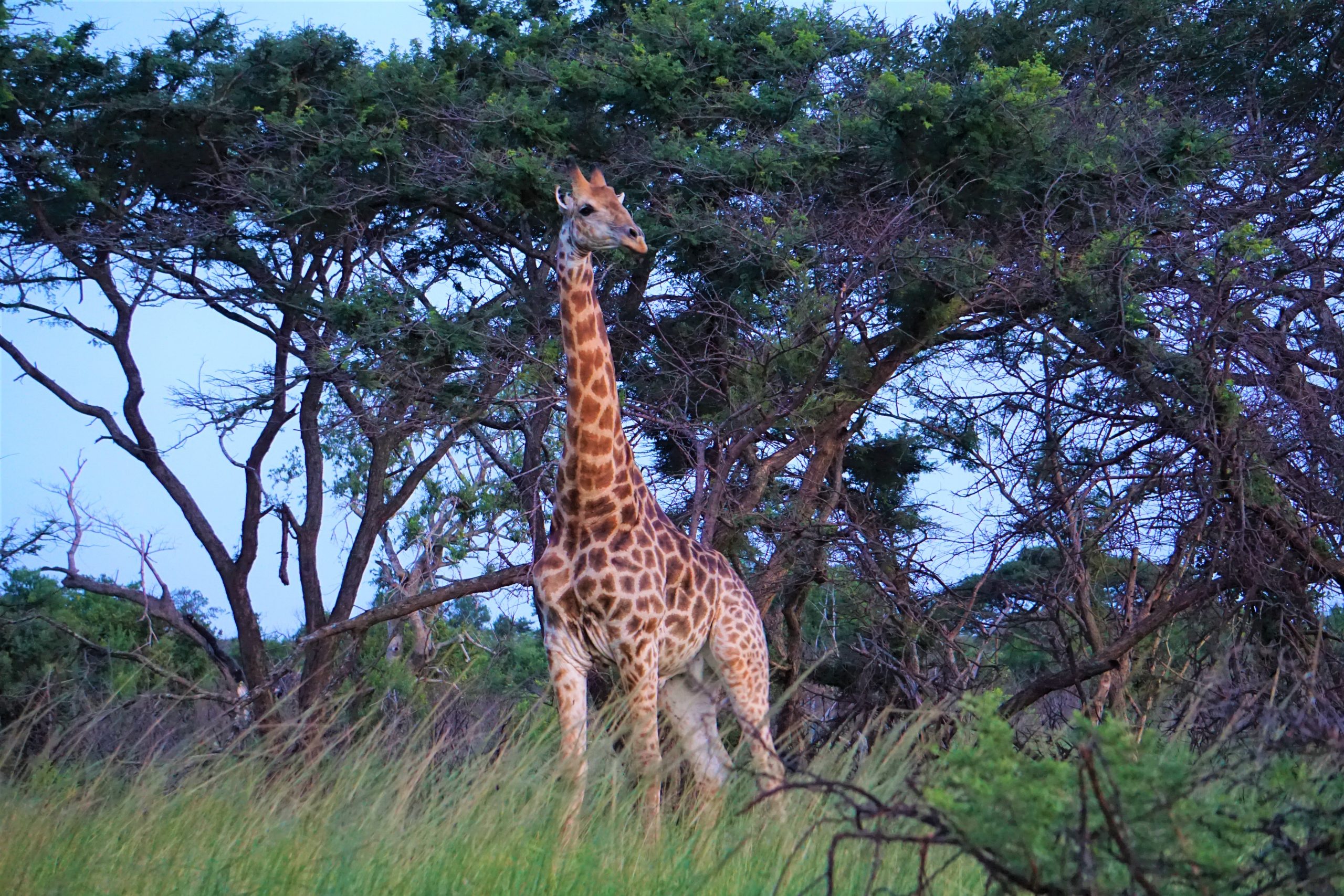 Giraffe, Hluhluwe National Park, Kwa-Zulu Natal, South Africa