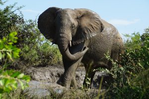 Elephant, Hluhluwe National Park, Kwa-Zulu Natal, South Africa