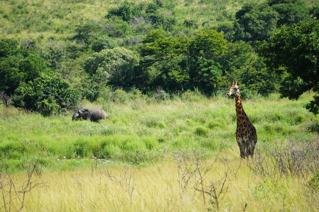 Giraffe and Elephant, Hluhluwe National Park, Kwa-Zulu Natal, South Africa