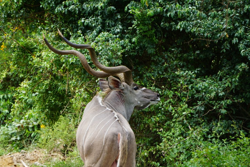 Kudu, iSimangaliso Wetland Park, Kwa-Zulu Natal, South Africa