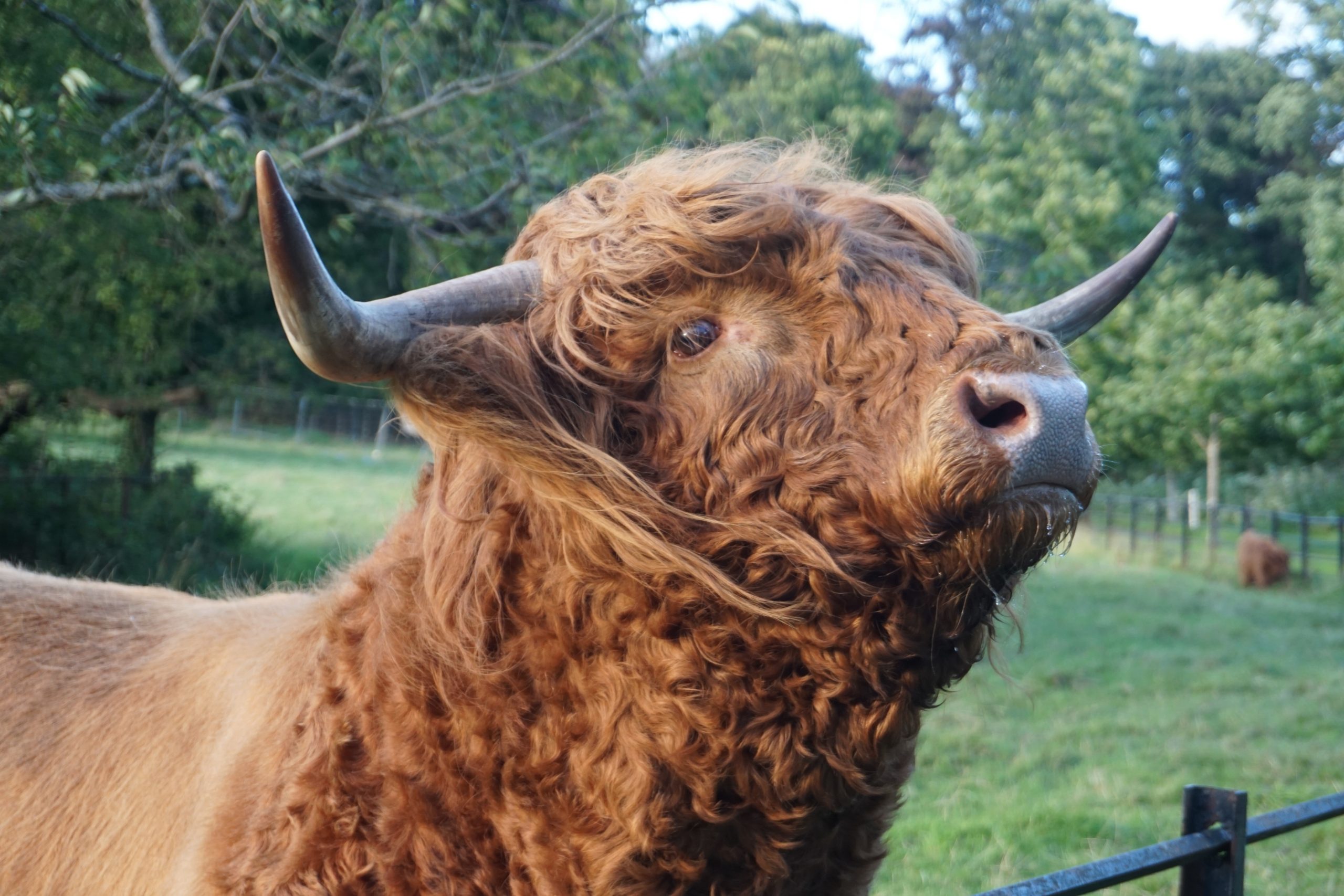 Highland Cattle, Pollok Park, Glasgow, Scotland