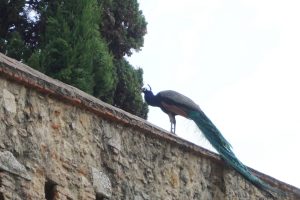 Peacock, Castle, Lisbon, Portugal