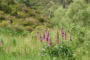 Glen Affric, Highlands, Scotland