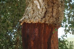 Cork Farm, Alentejo, Portugal